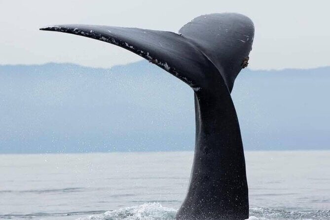 Whale Watching Tour in Puerto Vallarta - In-Depth Review of the Whale Watching Experience