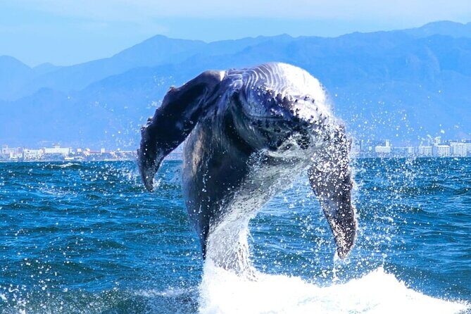 Whale Watching Tour in Puerto Vallarta - Final Thoughts