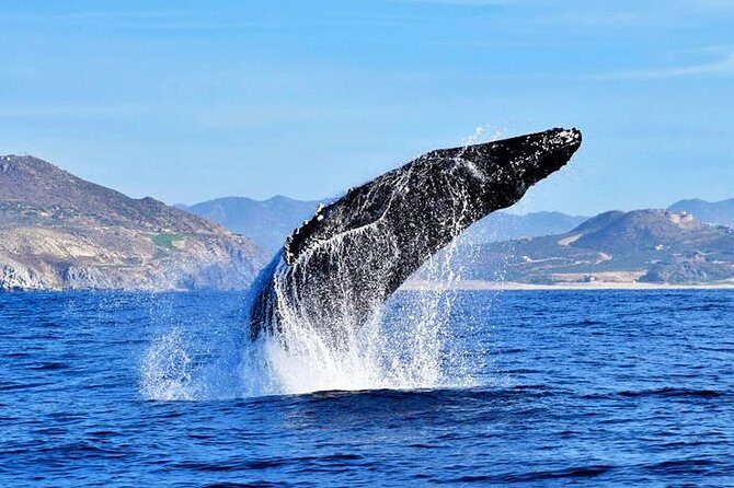 Whale Watching Tour -Incl FREE photos - Why This Tour Stands Out