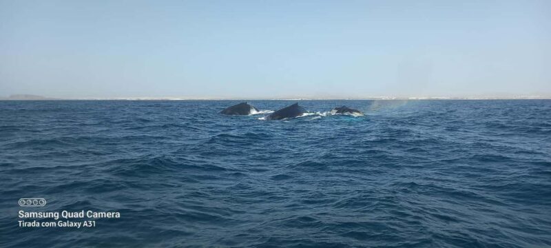 Whale watching tour SEASONAL - An In-Depth Look at the Whale Watching Tour in Boa Vista