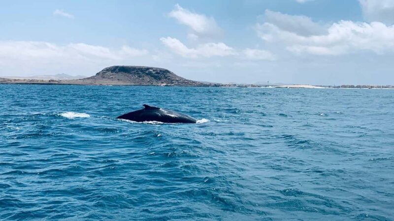 Whale watching tour SEASONAL - Who Will Love This Tour?