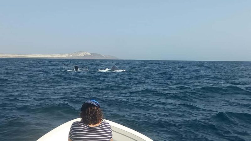Whale watching tour SEASONAL - FAQs