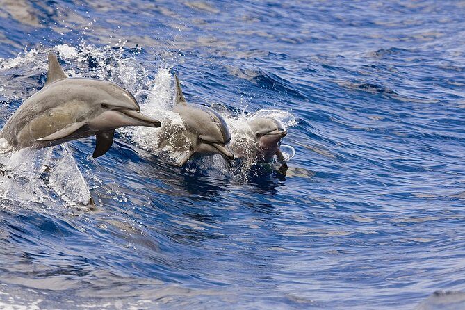 Whale Watching Tour: Whales Guaranteed in Kona Waikoloa - Key Points