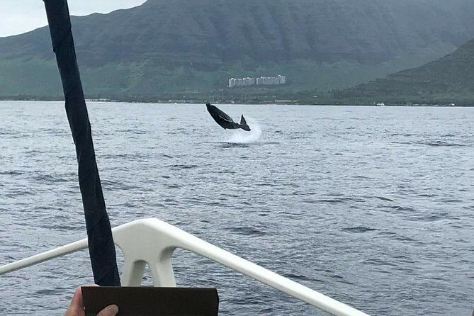 Whale Watching Tour: Whales Guaranteed in Kona Waikoloa - Key Points to Remember