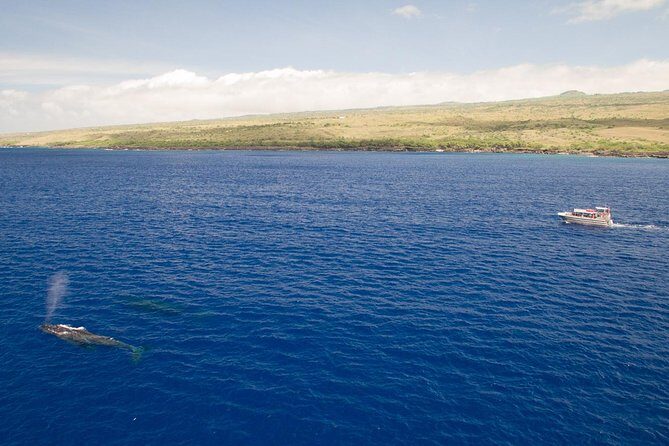 Whale Watching Tour: Whales Guaranteed in Kona Waikoloa - Summary of the Experience