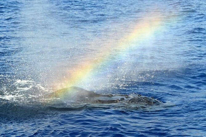 Whale Watching Tour: Whales Guaranteed in Kona Waikoloa - Frequently Asked Questions