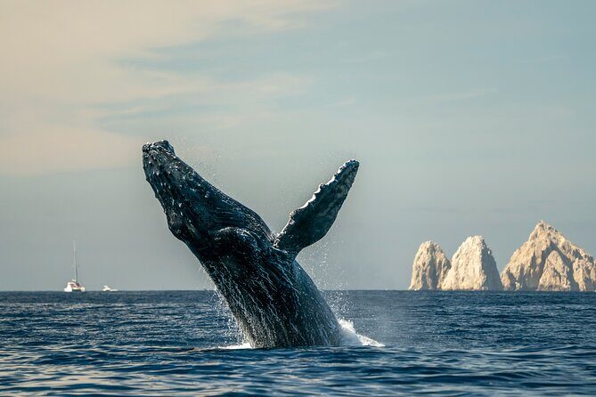 Whale Watching Tour with Arch and Beach in Cabo San Lucas - A Detailed Look at the Experience