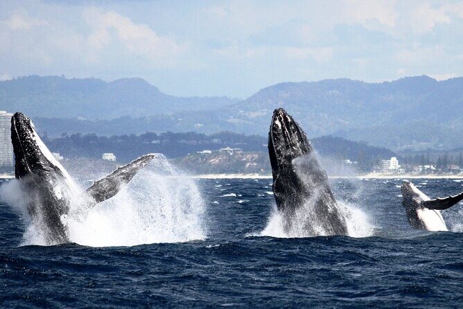 Whale Watching Tour with Spirit of Gold Coast - An In-Depth Look at the Experience