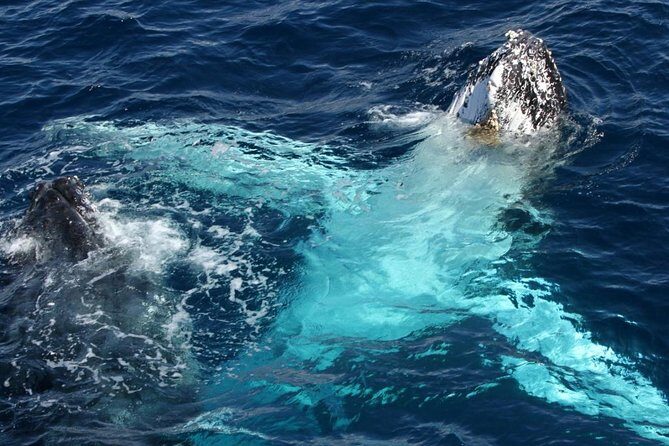 Whale Watching Tour with Spirit of Gold Coast - FAQ