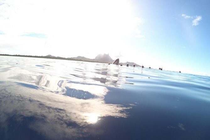 Whale Watching Tours in Bora Bora - Who Should Book This Tour?