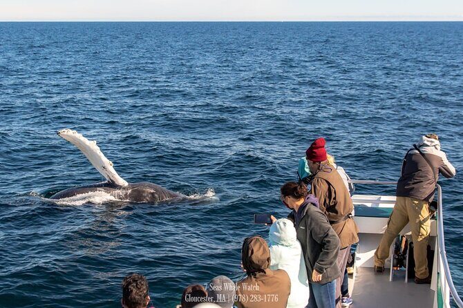 Whale Watching Trips to Stellwagen Bank Marine Sanctuary. Guaranteed sightings! - What to Expect on the Whale Watching Trip