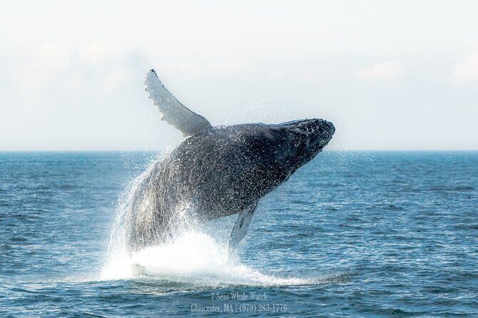 Whale Watching Trips to Stellwagen Bank Marine Sanctuary. Guaranteed sightings! - The Sum Up