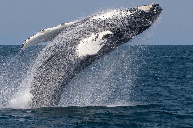 Whale Watching Trips to Stellwagen Bank Marine Sanctuary. Guaranteed sightings! - FAQ