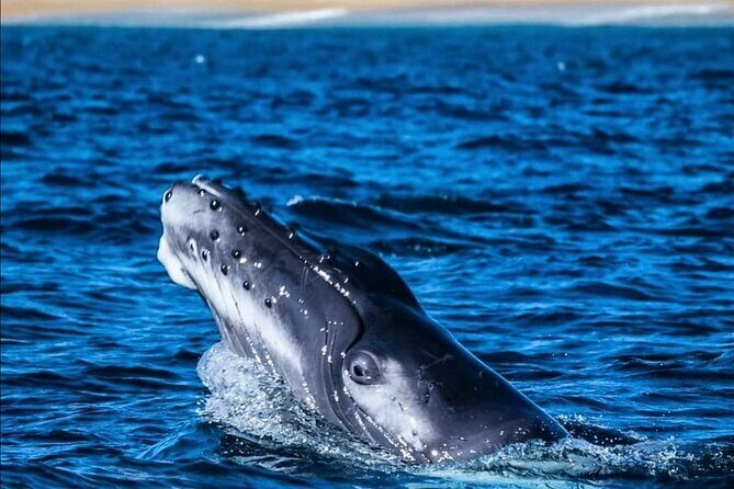 Whale Watching Warranty in San José del Cabo Snacks and drinks - What You Can Expect from This Whale-Watching Tour