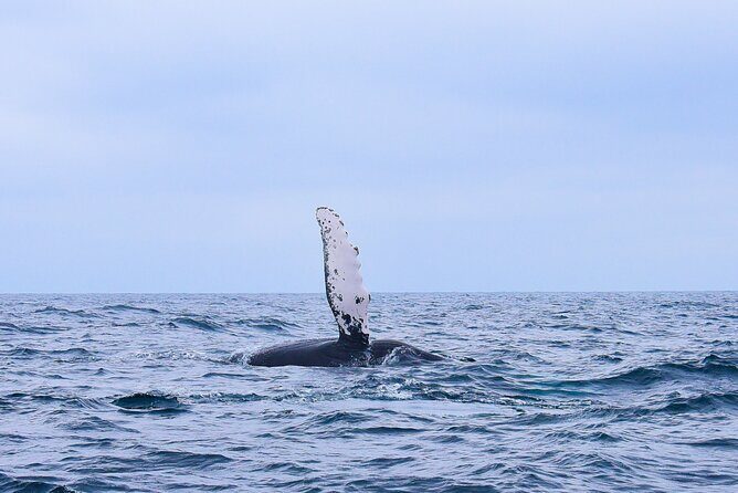 Whale Watching Warranty in San José del Cabo Snacks and drinks - Why This Tour Offers Great Value