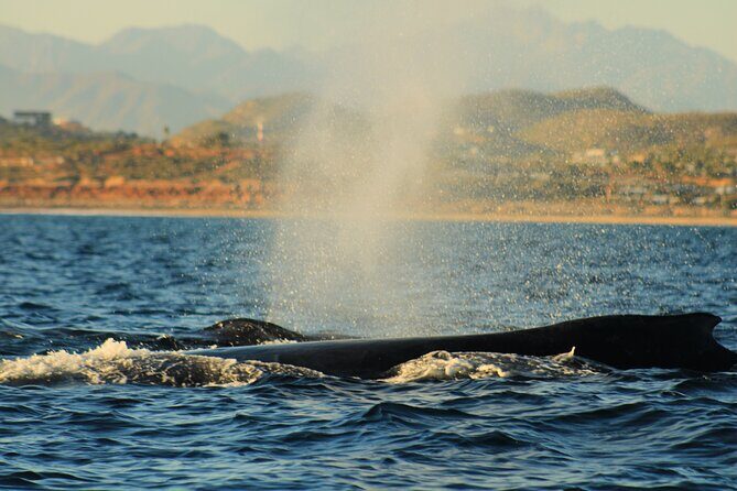 Whale Watching Warranty in San José del Cabo Snacks and drinks - The Sum Up: Who Should Book This Tour?