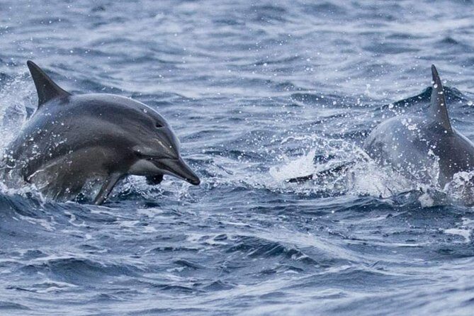 Whales and Dolphins Watching Mirissa - Practical Details: What You Need to Know