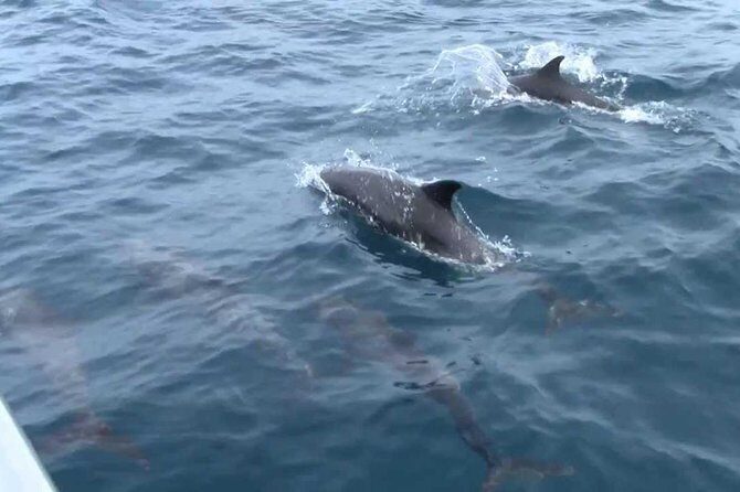 Whales and Dolphins Watching Mirissa - Why This Tour Is Worth Considering