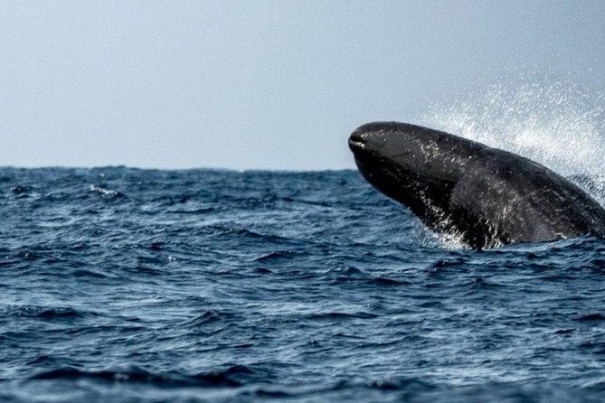 Whales and Dolphins Watching Mirissa - FAQ