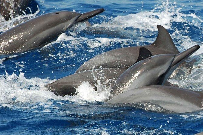 Whales and Dolphins Watching Mirissa - Final Thoughts