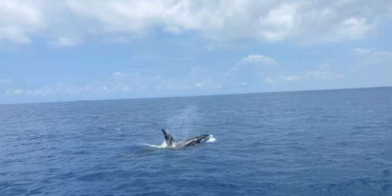 Whales & Dolphin Watching with The Pioneers - What to Expect from the Tour