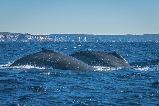 Whales of Sydney Sea Safari - An In-Depth Look at the Experience