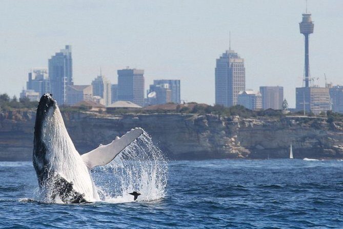 Whales of Sydney Sea Safari - Final Thoughts