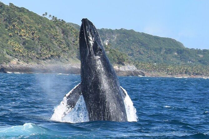 Whales Watching Half Day Experience - An In-Depth Look at the Tour Itself