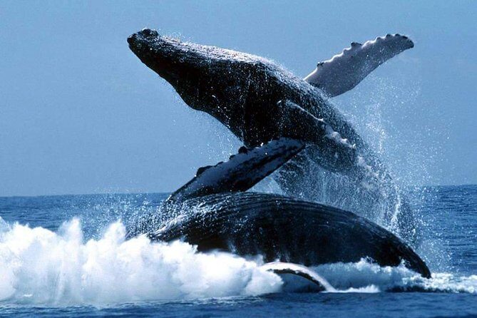 Whales Watching Half Day Experience - Starting Early for the Best Experience