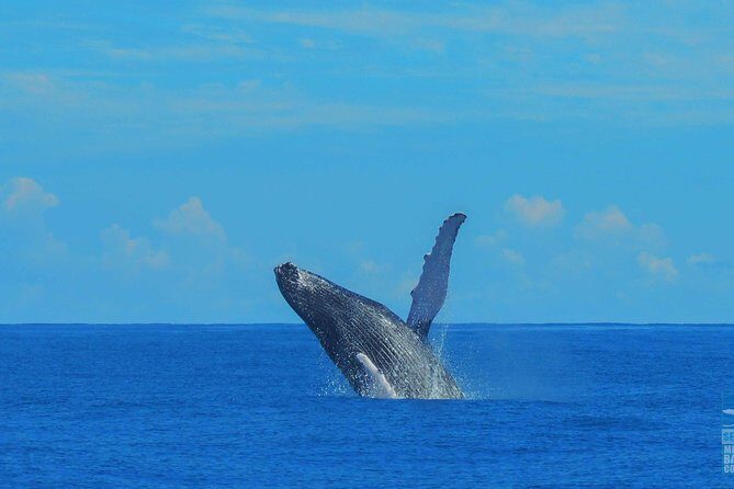 Whales Watching Half Day Experience - Price and Overall Value