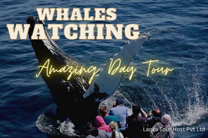 Whales Watching Mirissa Day Tour - An Authentic Southern Sri Lanka Day from Colombo or Negombo