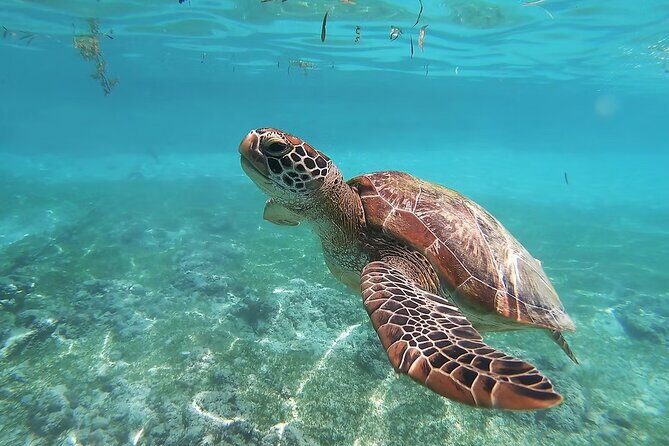 Whaleshark & Sumilon Is and Moalboal Sardines & Turtle Tour - Final Thoughts: Who Should Consider This Tour?