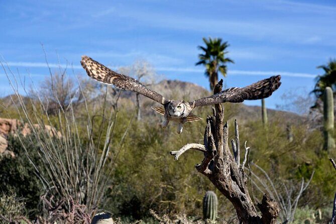 When Nature Calls - Exploring the Sonoran Desert - Key Points