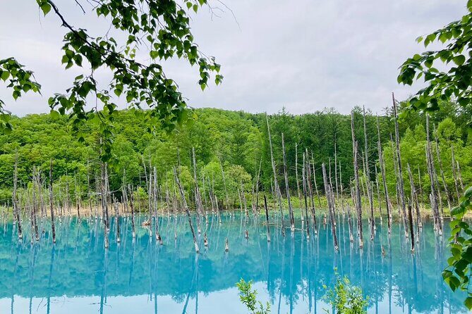 Wherever you want! 1-Day Private Tour from Sapporo to Furano more - Customization and Communication