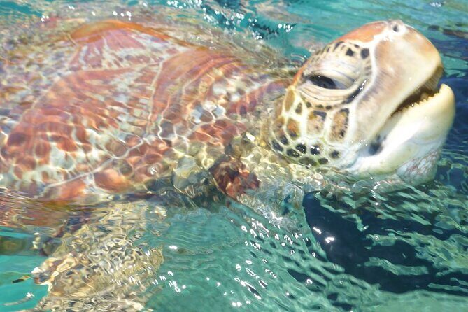 Whisper Cruises - One-Hour Turtle Spotting Bay Cruise - Introduction: A Quiet Escape to See Turtles in Airlie Beach