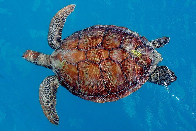 Whisper Cruises - One-Hour Turtle Spotting Bay Cruise - Why This Tour Works for Travelers
