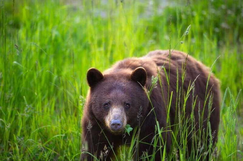 Whistler: Afternoon Bears Spotting Tour in Land Rover - An Adventure in Style and Scenery