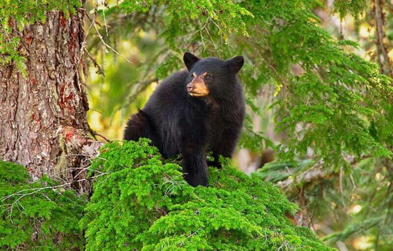 Whistler: Afternoon Bears Spotting Tour in Land Rover - The Sum Up: Is It Worth It?