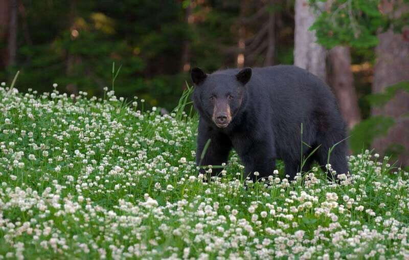Whistler: Morning with the Bears Land Rover Scenic Excursion - Photography Opportunities and Wildlife Education