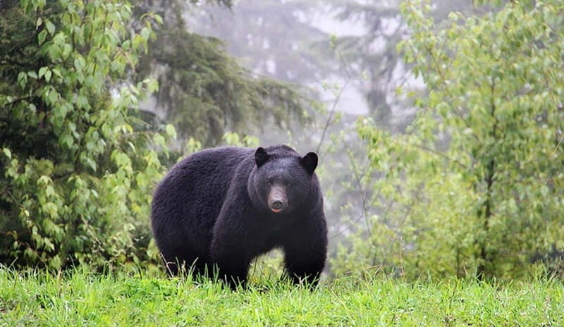 Whistler: Morning with the Bears Land Rover Scenic Excursion - Cost and Value
