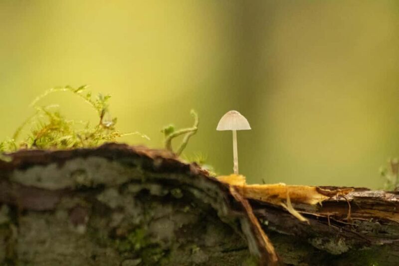 Whistler: Tour, Immersive Nature Experience - A Walk Through the Forest: What You Can Expect