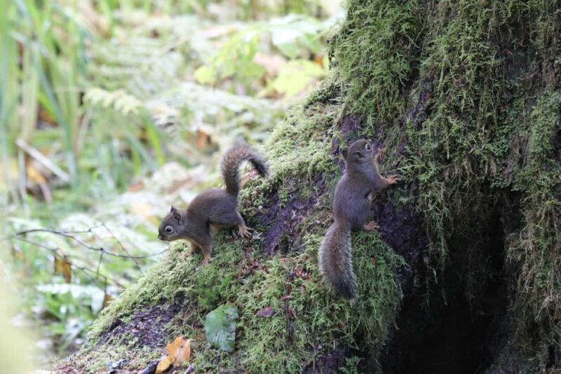 Whistler: Tour, Sensory Nature Experience for Families - Frequently Asked Questions