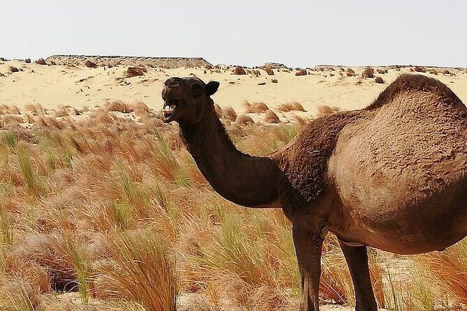 White and Black Desert in Egypt 2 days 1 Night unforgettable Trip - FAQs