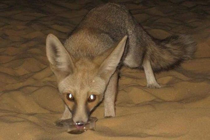 White Desert and Bahariya Oasis Tour From Cairo - Final Thoughts: Who Will Love This Tour?