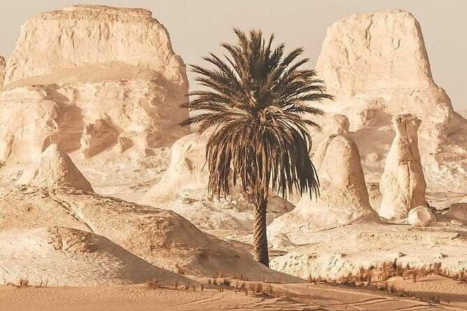 White Desert Awaits Ultimate Safari Adventure - Introduction: Why Consider the White Desert Safari?