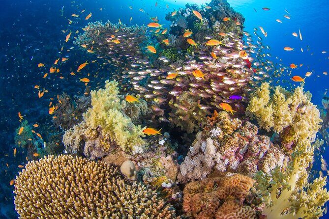 White Island & Ras Mohamed Boat Trip & Diving , lunch from Sharm - Authentic Experiences and Common Cautions