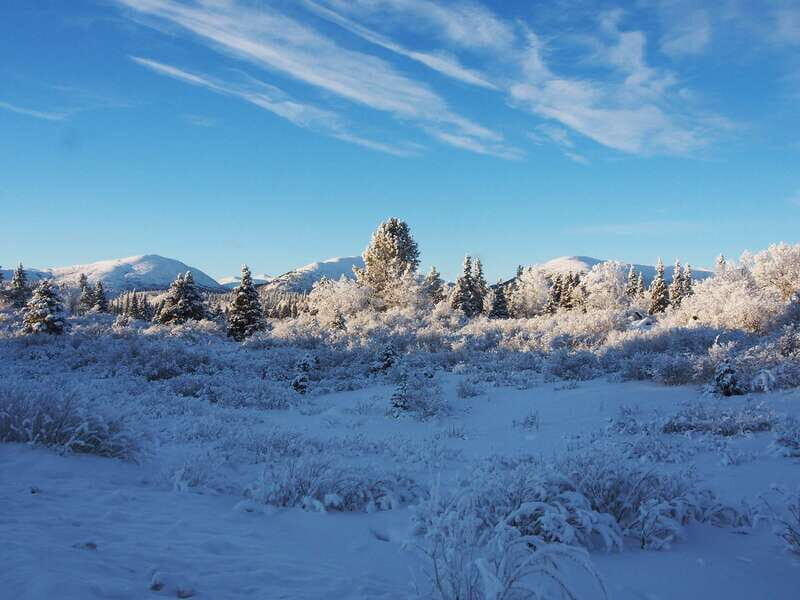 Whitehorse: Half-Day Snowshoeing Tour - The Value of the Tour
