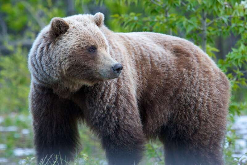 Whitehorse: Kluane - Wildlife & Vistas - Who Would Love This Tour?