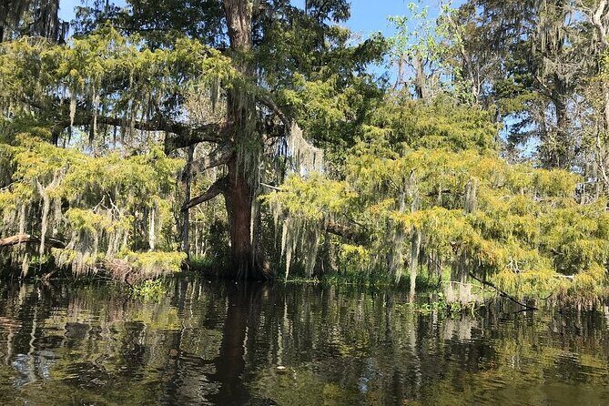 Whitney Plantation and Manchac Swamp Kayak Tour Combo - Introduction: What Makes This Tour Stand Out?