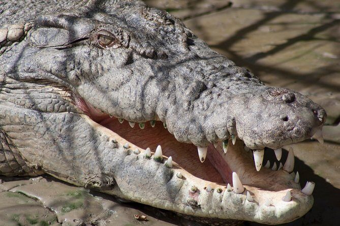 Whitsunday Crocodile Safari - Exploring the Tour in Detail